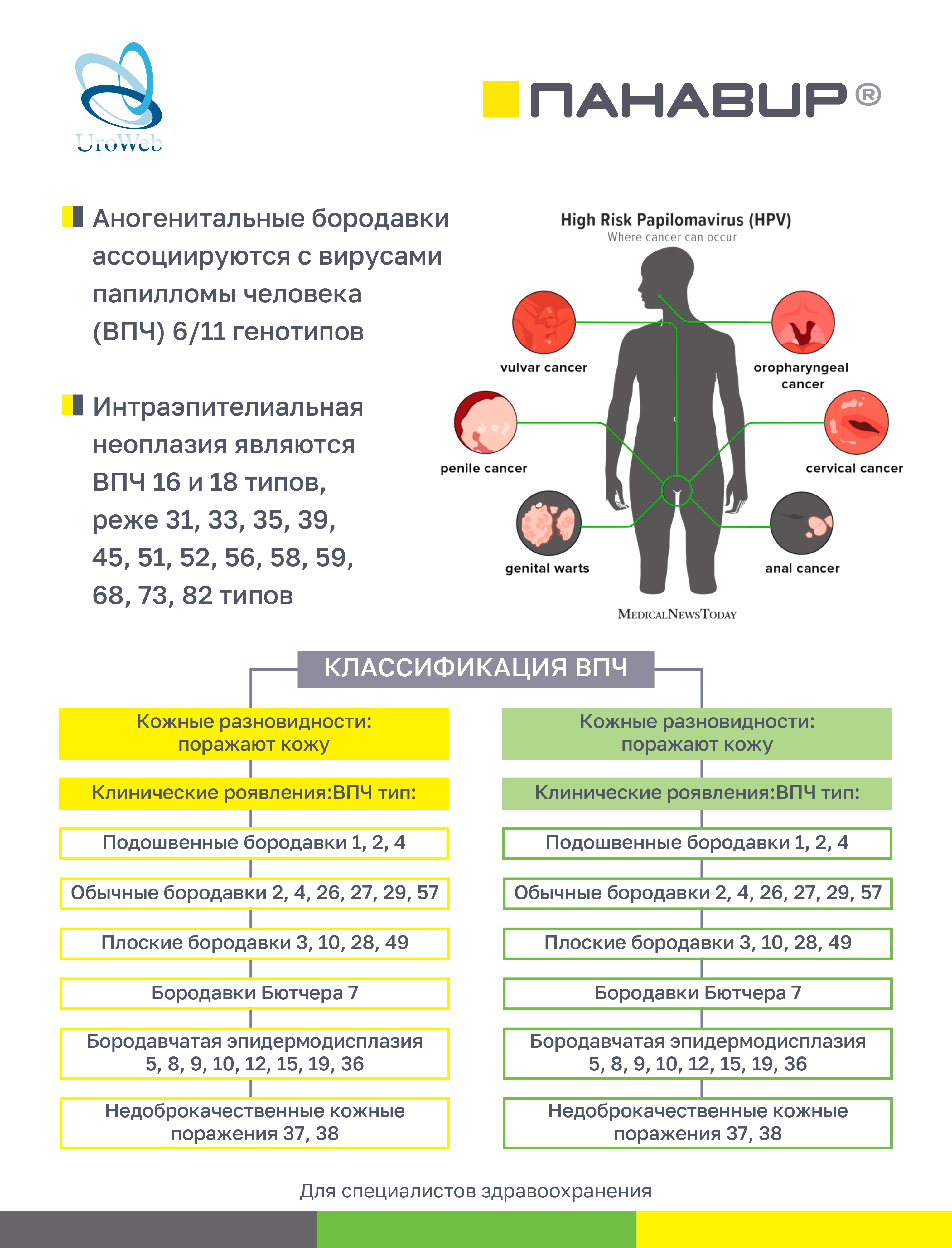 Папилломавирусная инфекция и аногенитальные бородавки в практике уролога