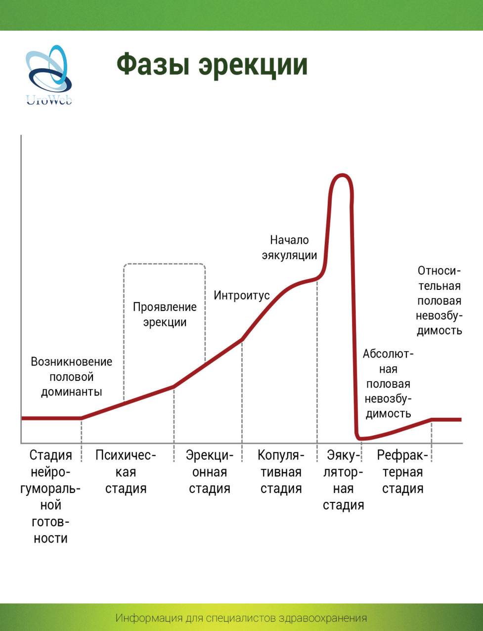 Современный взгляд на патогенез эректильной дисфункции