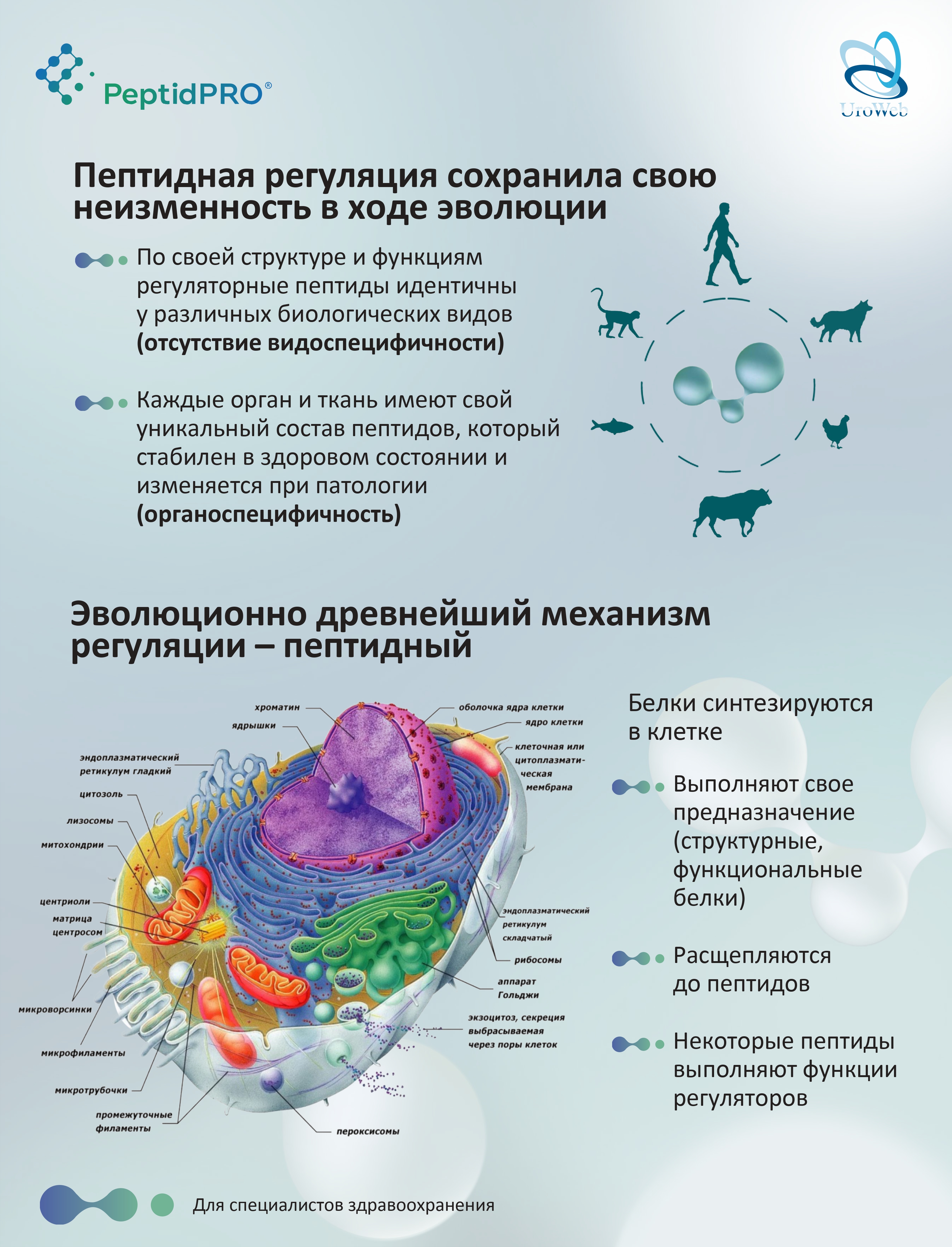 Патогенетическое лечение ГМП