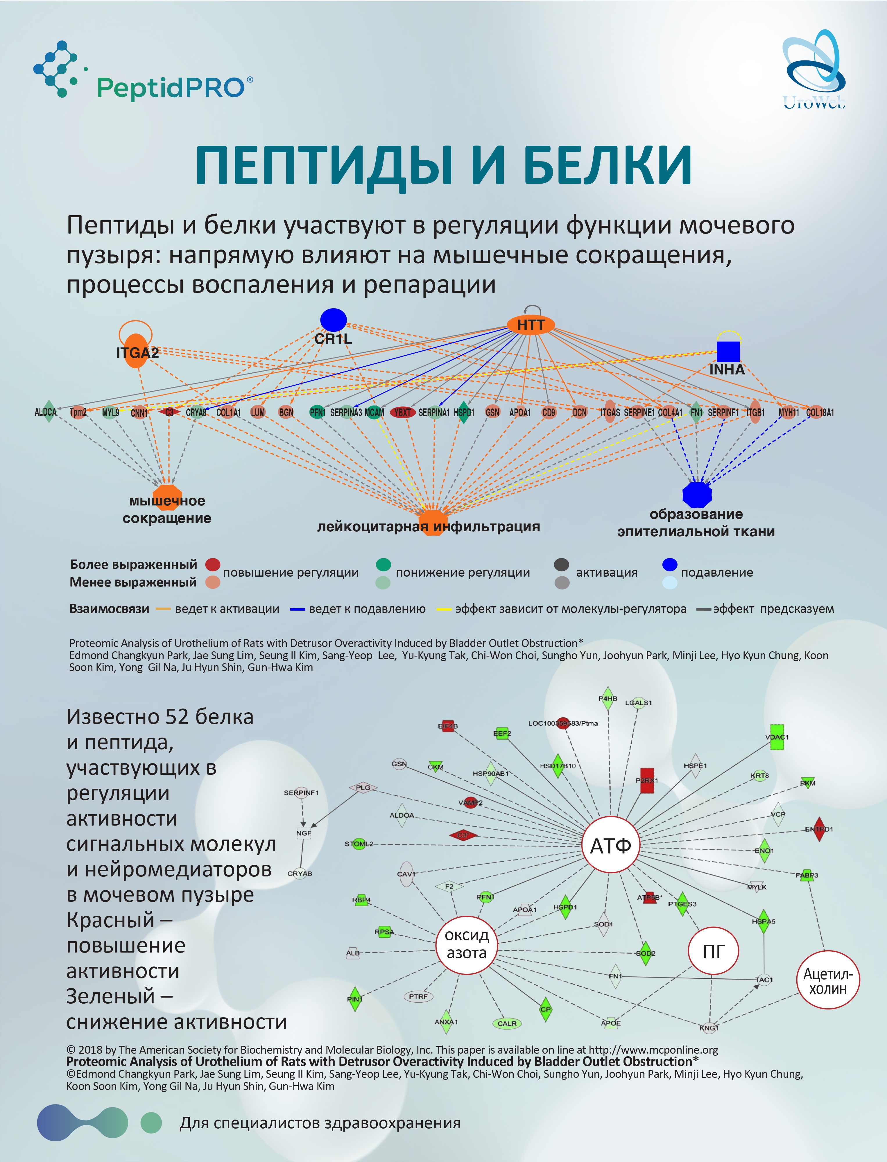 Патогенетическое лечение ГМП
