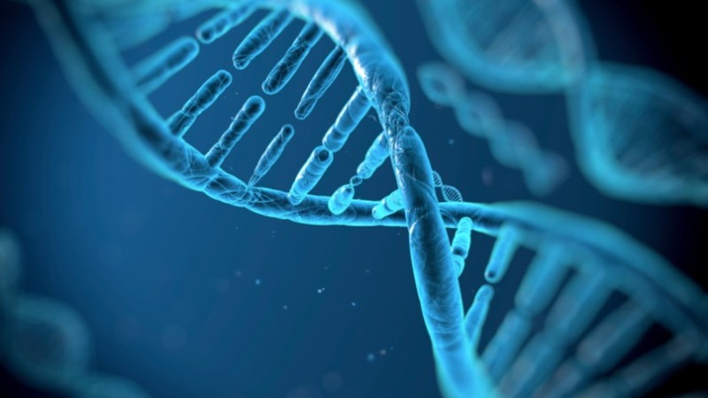 Фрагментация ДНК сперматозоидов и возможности её коррекции простатиленом АЦ