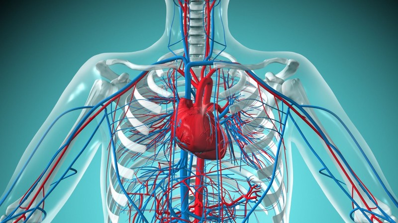 Андрологические аспекты сердечно-сосудистых заболеваний или как избежать «angina d’amour»