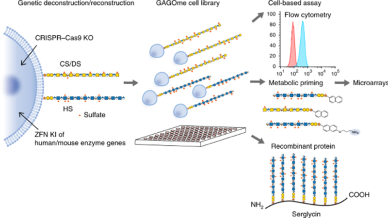 EAU 2025: Новый анализ мочи для выявления рецидива рака почки