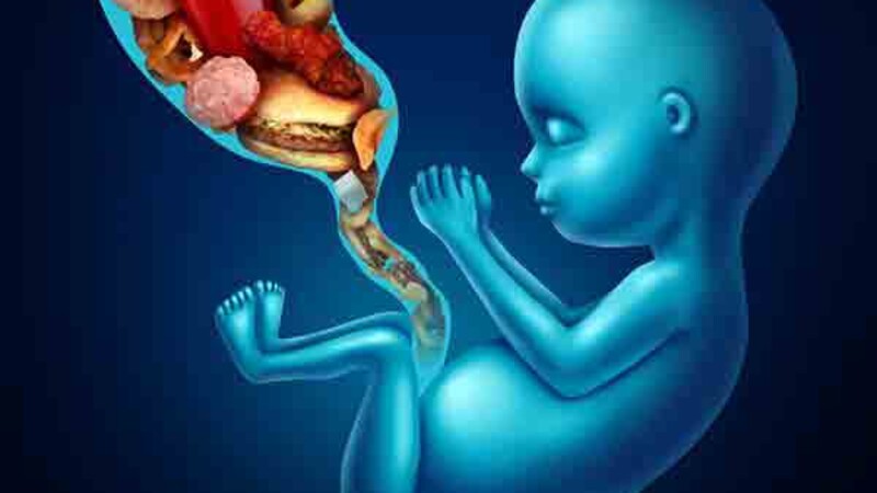 Как питание и ожирение матери влияют на предстательную железу ее потомства?