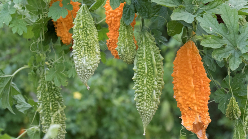 Момордика харанция
