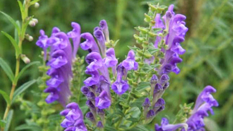 Шлемник байкальский