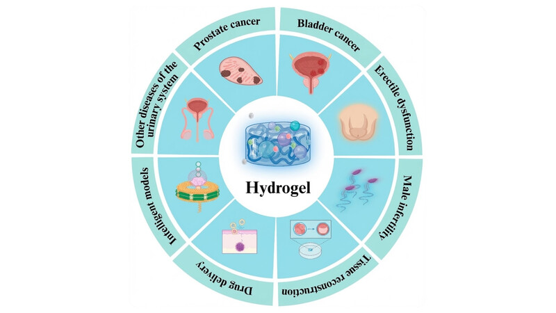 Гелевые субстанции в урологии и гинекологии: эволюция, современное состояние и перспективы применения