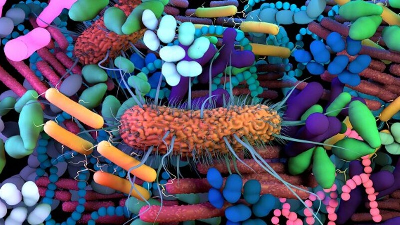 Насколько микробиологически чисты яички в норме?