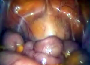 ����������� �����������