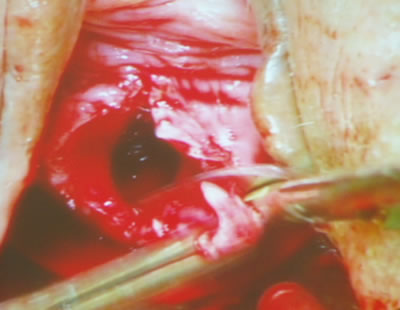 ,         ,   ,             .          .