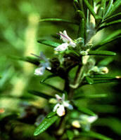   (Rosmarini folia)