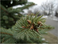 Старый новый Роватинекс